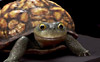 Yogi Bär (R: Eric Brevig)