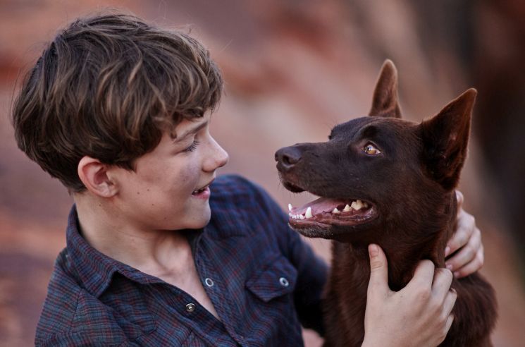 Red Dog: True Blue (Kriv Stenders, Generation Kplus)