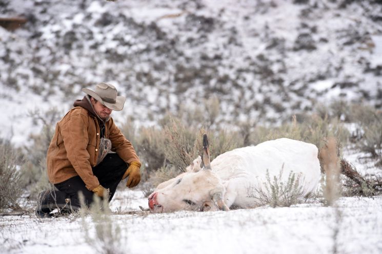 Wind River (Taylor Sheridan)